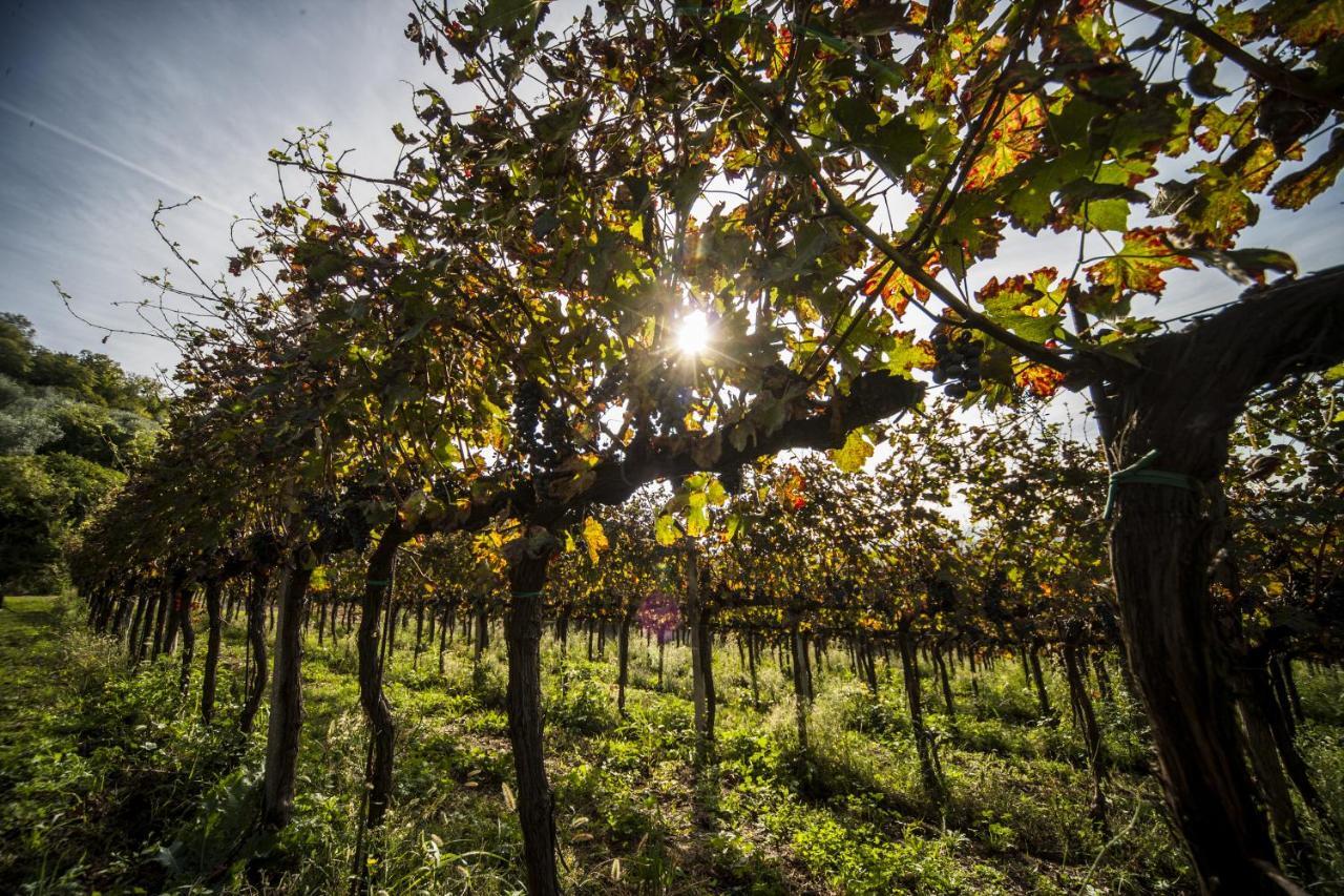 Agriturismo Le Volpi Baone Kültér fotó